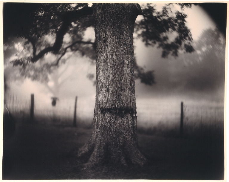 ScarredTree