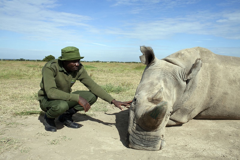 Northern White Rhino 